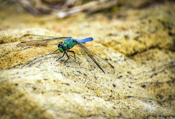 Dragon Fly Art Print featuring the photograph Dragon Fly by Michelle Wittensoldner