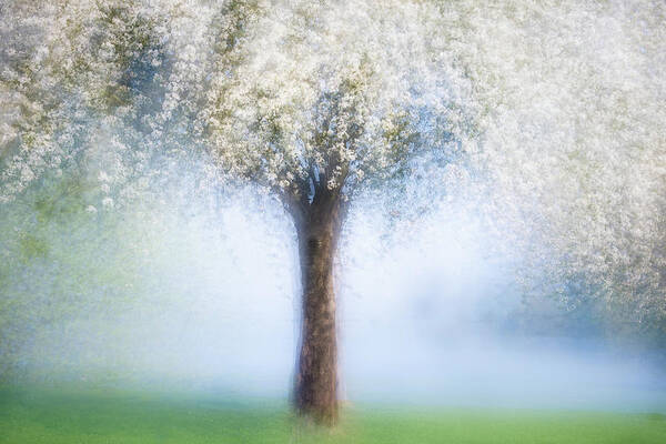 Landscape Art Print featuring the photograph Dreamy Spring by Martina Stutz