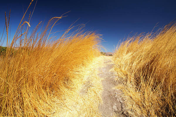 Usa Art Print featuring the photograph Dried Grasses At Tehachapi Pass, California, Usa. by Cavan Images