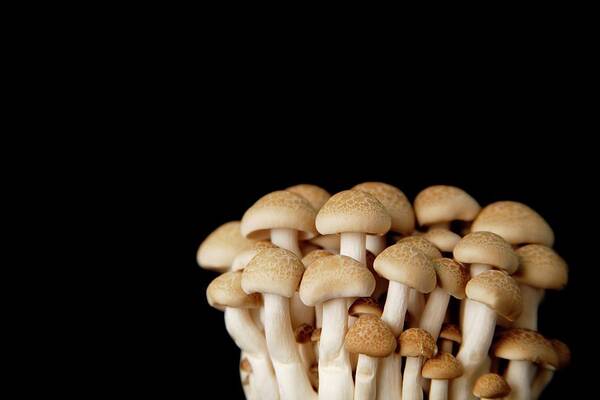 Edible Mushroom Art Print featuring the photograph Dried Mushrooms Against Black by Asia Images Group