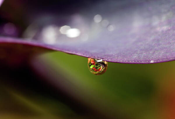 Outdoors Art Print featuring the photograph Drop Of Water by Pablo Reinsch Photography