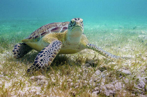 Turtle Art Print featuring the photograph Dude by Lynne Browne