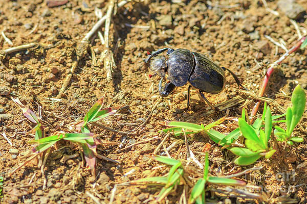 Dung Beetle Art Print featuring the photograph Dung beetle South Africa by Benny Marty