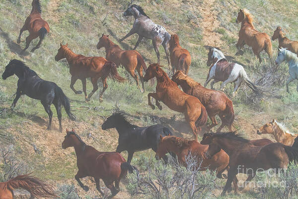 Running Horses Art Print featuring the photograph Dust in the Wind by Jim Garrison