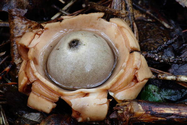 Geastrum Species Art Print featuring the photograph Earthstar by Daniel Reed