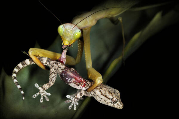 Mantis Art Print featuring the photograph Eaten Alive by Jimmy Hoffman