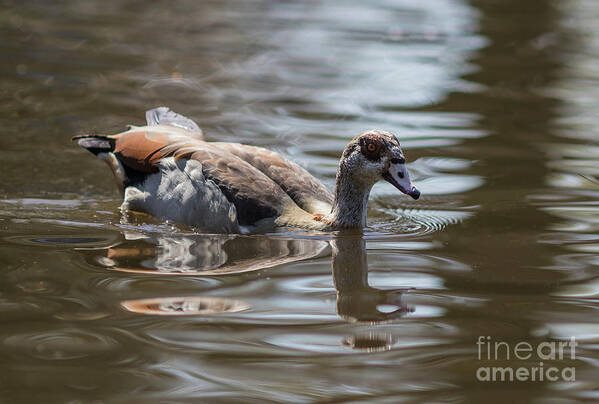 Egyptian Goose Art Print featuring the photograph Egyptian Goose Swimming by Eva Lechner