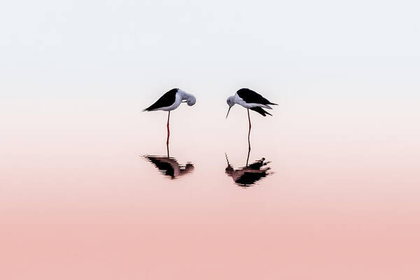 Nature Art Print featuring the photograph Elegant Duo ... by Natalia Rublina