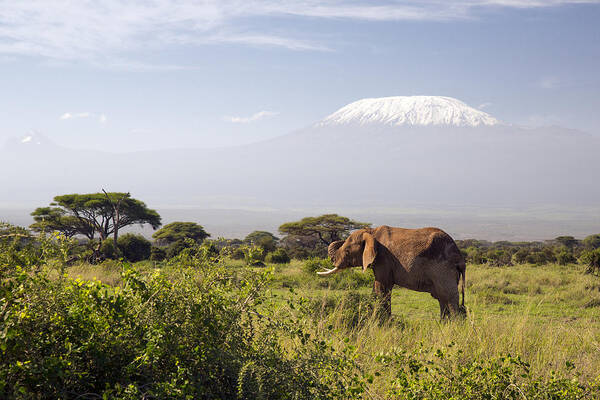 Scenics Art Print featuring the photograph Elephant In Front Of Mount Kilimanjaro by 1001slide