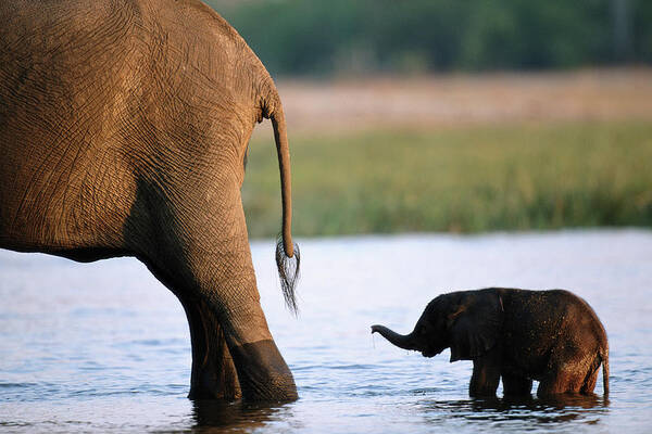 Following Art Print featuring the photograph Elephant Loxodanta Africana Calf by Paul Souders