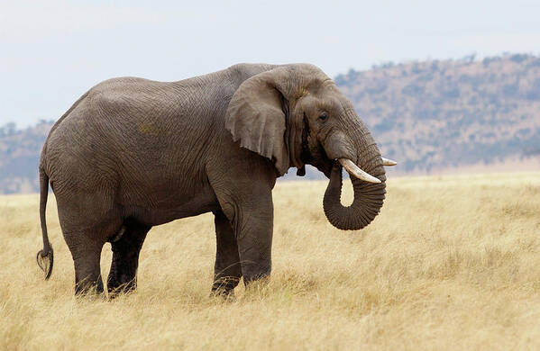 Environmental Conservation Art Print featuring the photograph Elephant, Serengeti, Tanzania by Tim Graham