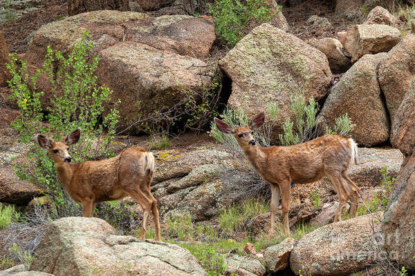 Eleven Mile Canyon Art Print featuring the photograph Eleven Mile Canyon Deer by Steven Krull