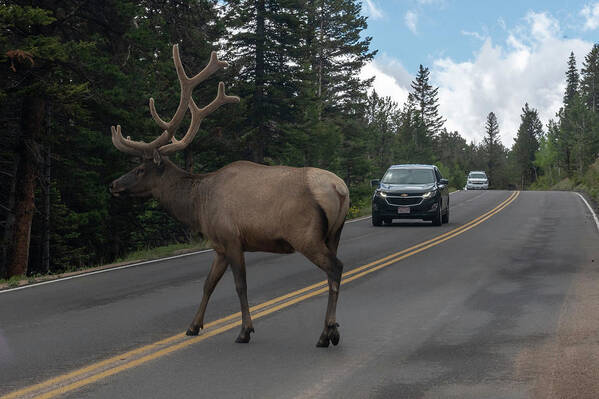 Elk Art Print featuring the photograph Elk crossing the road by Dan Friend