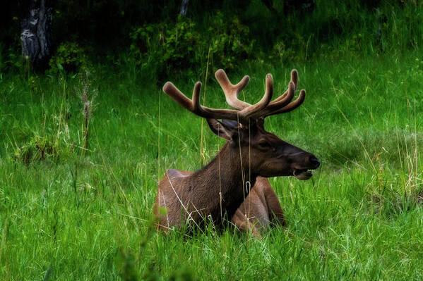 Elk Art Print featuring the photograph Elk laying down chewing on grass by Dan Friend
