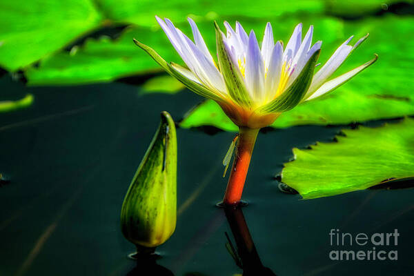 Aquatic Plant Art Print featuring the photograph Emergent by Bill Frische