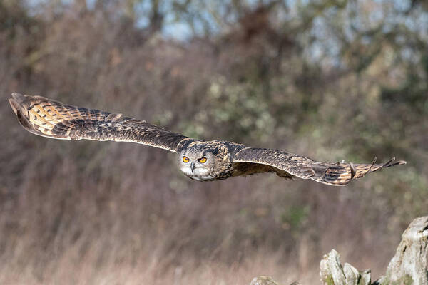 Owl Art Print featuring the photograph Eurasian Eagle Owl Gliding by Mark Hunter