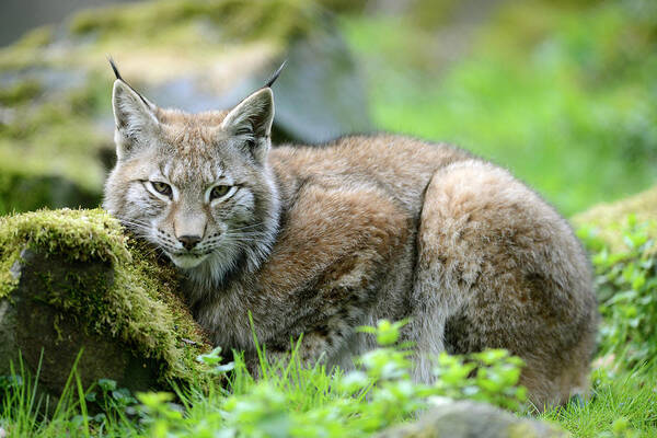 Alertness Art Print featuring the photograph European Lynx by Ronald Wittek