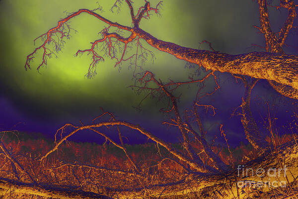 Tree Art Print featuring the photograph Fallen Tree by Mike Eingle