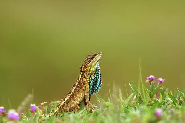 Pune Art Print featuring the photograph Fan Throat-ed Lizard - Mating Display by This Image Is Copy