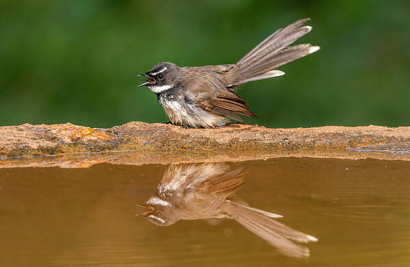 Fantail Art Print featuring the photograph Fantail And Reflection by Gunashekar Somegowda