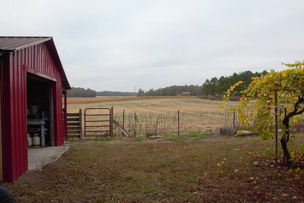 Barn Art Print featuring the photograph Farm Land 2 by Ali Baucom