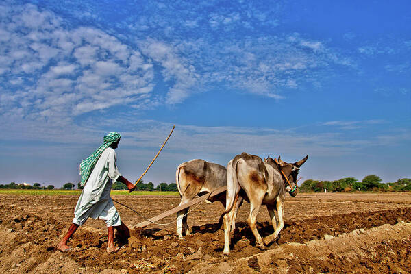 Mature Adult Art Print featuring the photograph Farmer Ploughing With Bulls by Sm Rafiq Photography.