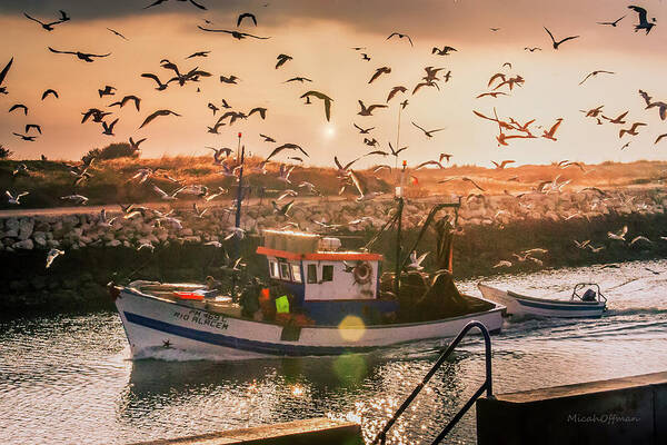 Seagulls Art Print featuring the photograph Feeding seagulls in the morning by Micah Offman
