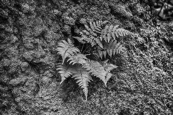 Fern Art Print featuring the photograph Fern and moss in black and white by Alan Goldberg