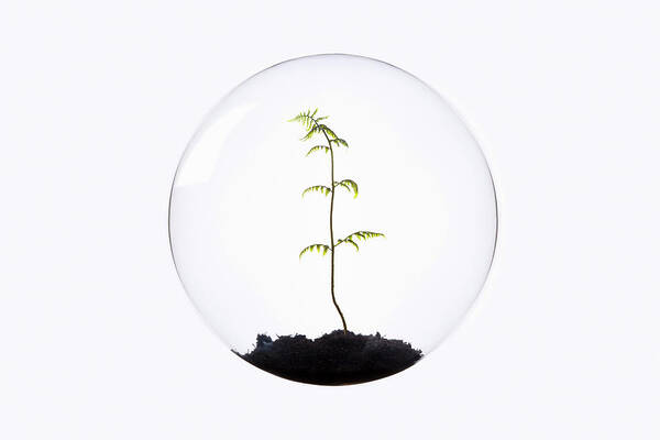 Beginnings Art Print featuring the photograph Fern Growing Inside Glass Orb by Thomas Jackson