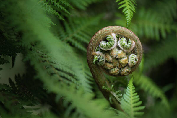 Fern Art Print featuring the photograph Patiently Waiting by Shelby Erickson