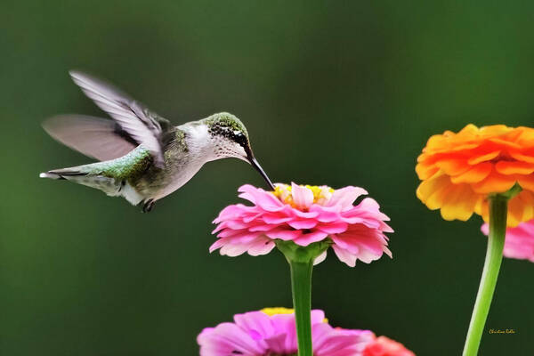 Hummingbird Art Print featuring the photograph Few And Far Between by Christina Rollo