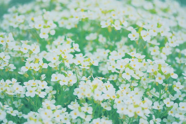 Flowerbed Art Print featuring the photograph Field Of Little White Flowers by Poppy Thomas-hill