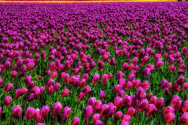 Tulip Art Print featuring the photograph Field Of Purple Tulips by Garry Gay