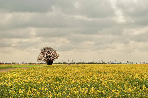 Outdoors Art Print featuring the photograph Field Of Yellow by Barbara Eddowes