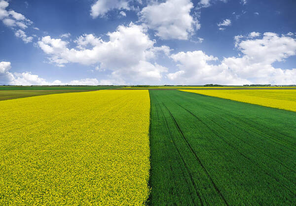 Landscape Art Print featuring the photograph Fields In Vojvodina by Bess Hamiti