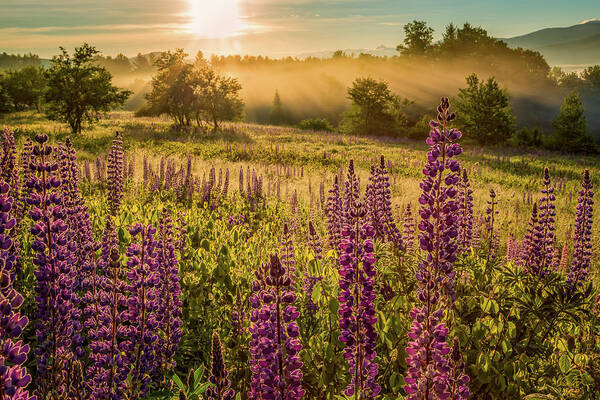 Amazing New England Artworks Art Print featuring the photograph Fields Of Lupine by Jeff Sinon