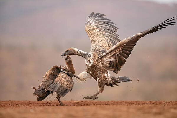 Vultures Art Print featuring the photograph Fight Between African Vultures by Joan Gil Raga