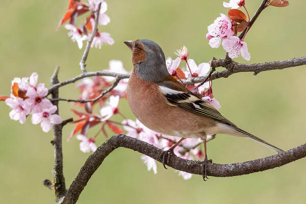 Finch
Animals
Nature
Flowers
Colors
Wild
Bird Art Print featuring the photograph Finch by Marco Galimberti