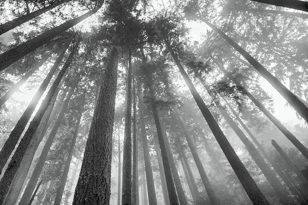 Abstract Art Print featuring the photograph Fir Trees IIi Bw by Alan Majchrowicz