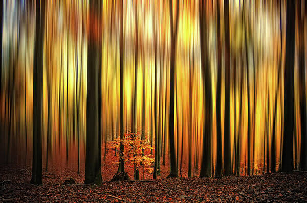Forest Art Print featuring the photograph Firewall by Philippe Sainte-Laudy