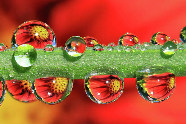Water Drops Art Print featuring the photograph Firey Drops by Gary Yost