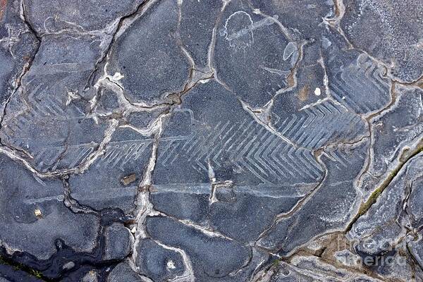 Rock Art Print featuring the photograph Fish Fossil by Dr Keith Wheeler/science Photo Library