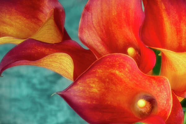 Calla Art Print featuring the photograph Flame by Jade Moon