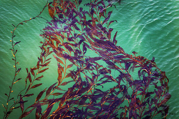 Pacific Art Print featuring the photograph Floatin Kelp I Color by David Gordon
