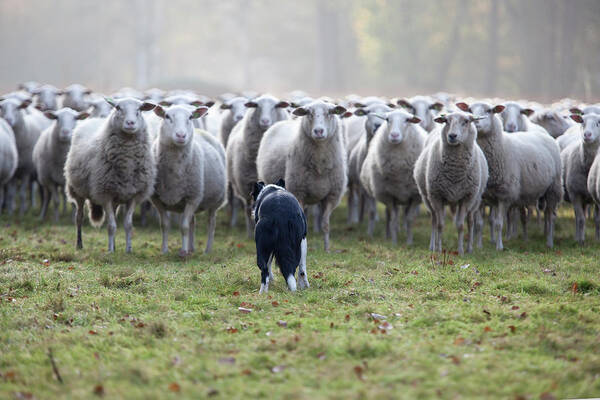Pets Art Print featuring the photograph Flock Of Sheep And Dog by Marcusrudolph.nl