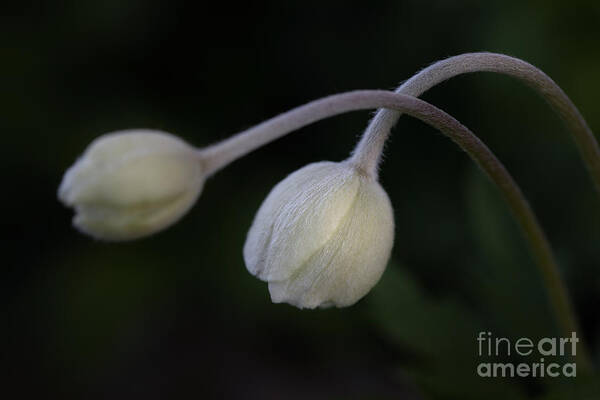 Photography Art Print featuring the photograph Flower Buds by Alma Danison