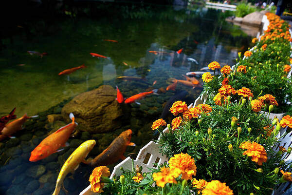 Pets Art Print featuring the photograph Flower Garden And Koi Fish by Joshua Wong Photography
