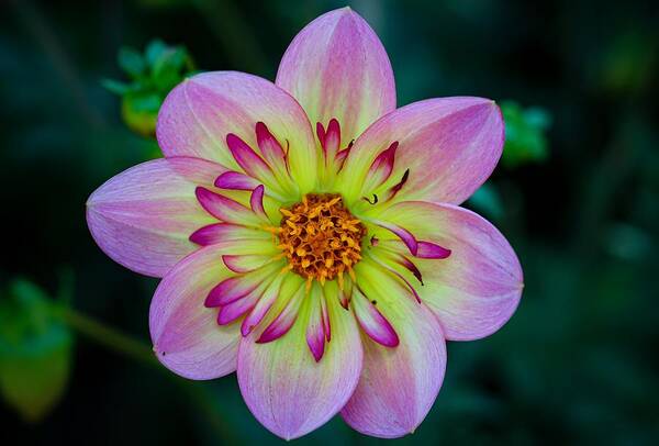 Flower Art Print featuring the photograph Flower 3 by Anamar Pictures