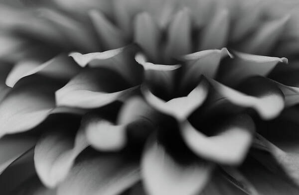 Minimalism Art Print featuring the photograph Flower Petals by Prakash Ghai