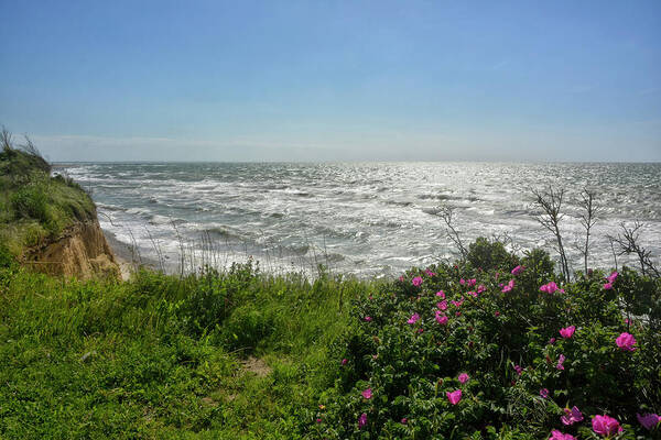 Sea Art Print featuring the photograph flowery stormy Baltic shore by Joachim G Pinkawa